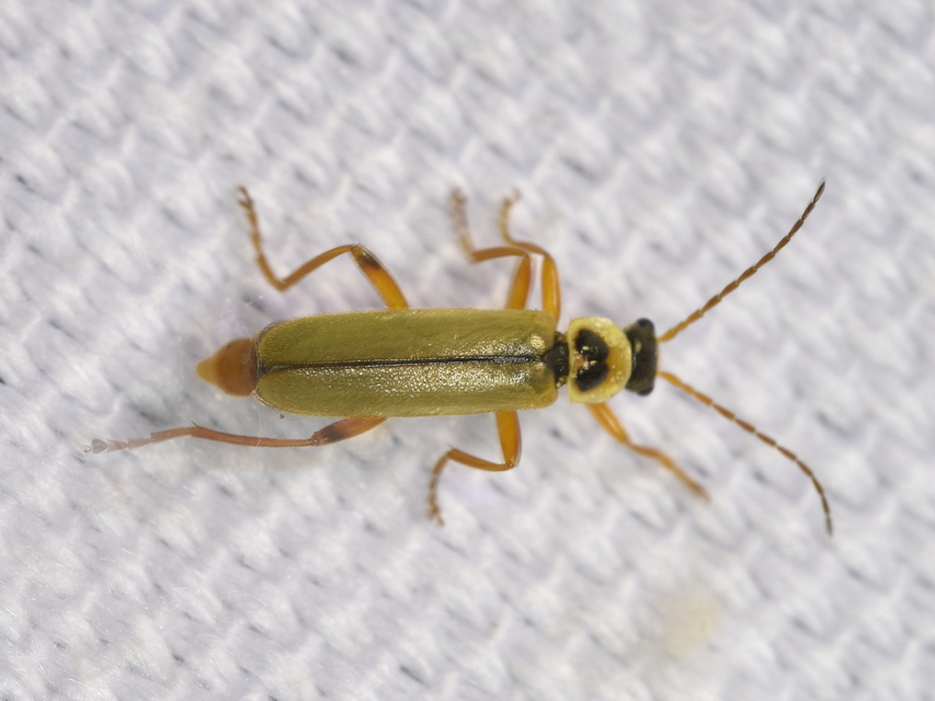 Metacantharis clypeata - tavaszi lágybogár