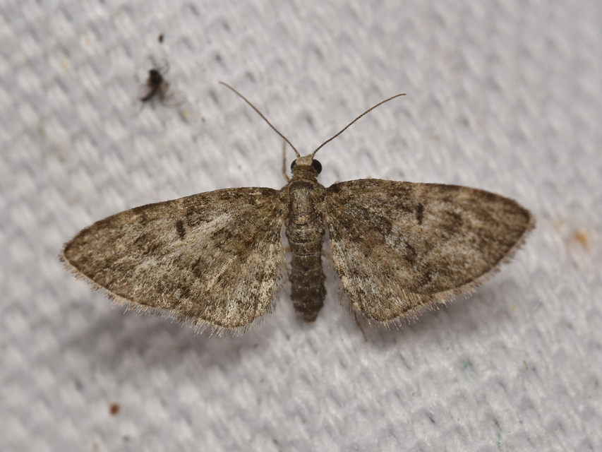 Eupithecia dodoneata - tölgy-törpearaszoló