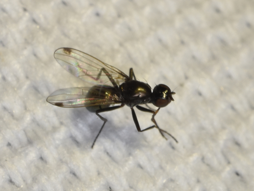 Sepsidae - billegetőlégyfélék