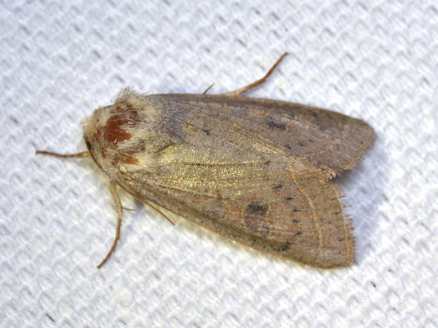 Orthosia gracilis - karcsú barkabagoly