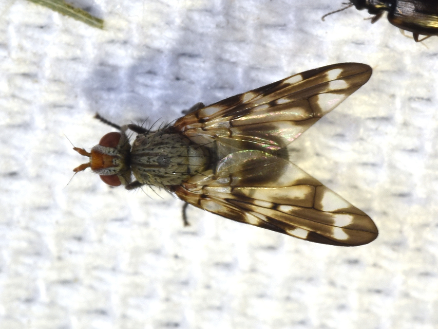 Otites centralis/guttata