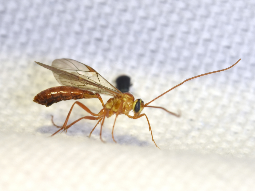 Ophion obscuratus