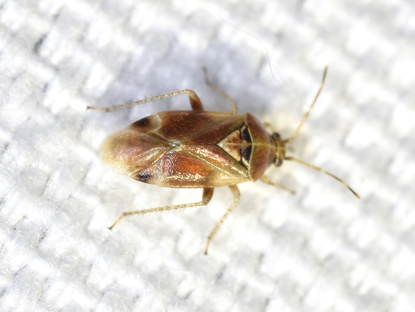 Harpocera thoracica - sarlóscsápú mezeipoloska