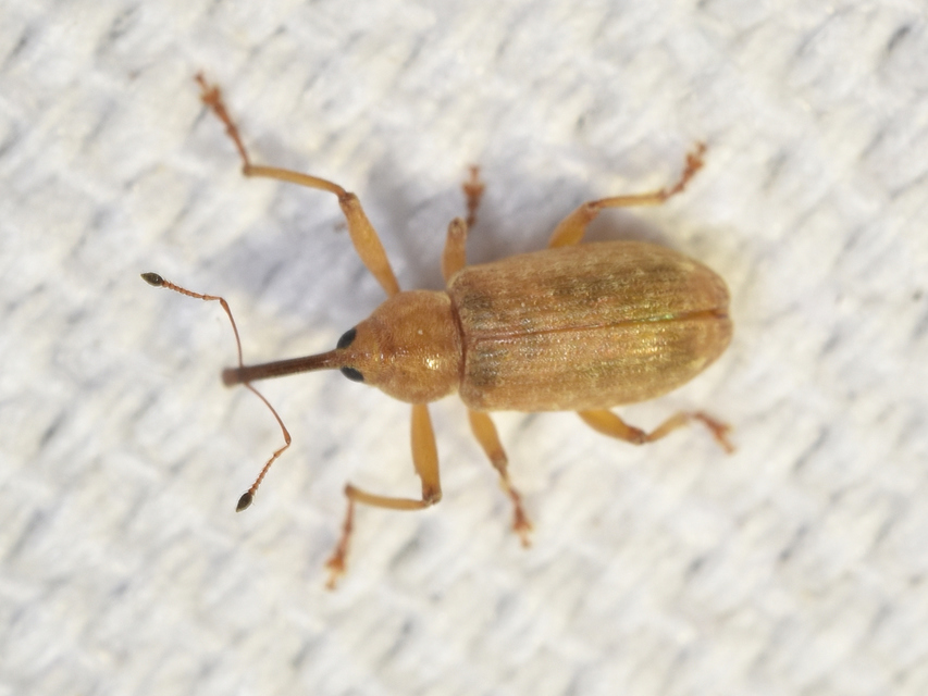 Dorytomus longimanus - kétalakú hangormányos