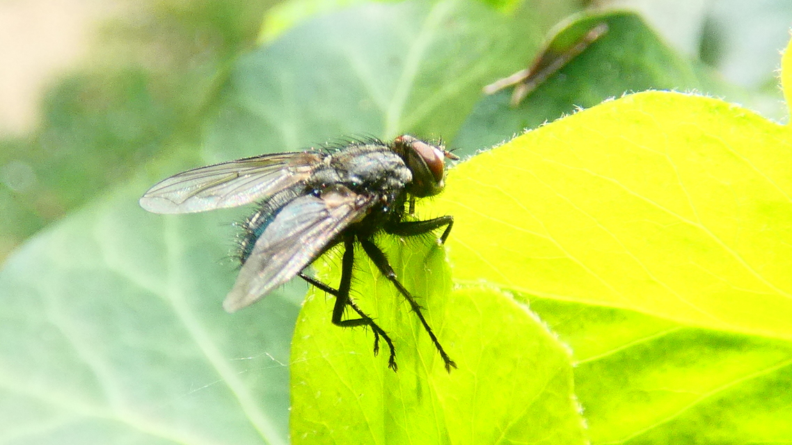 Calliphoridae - dongólegyek