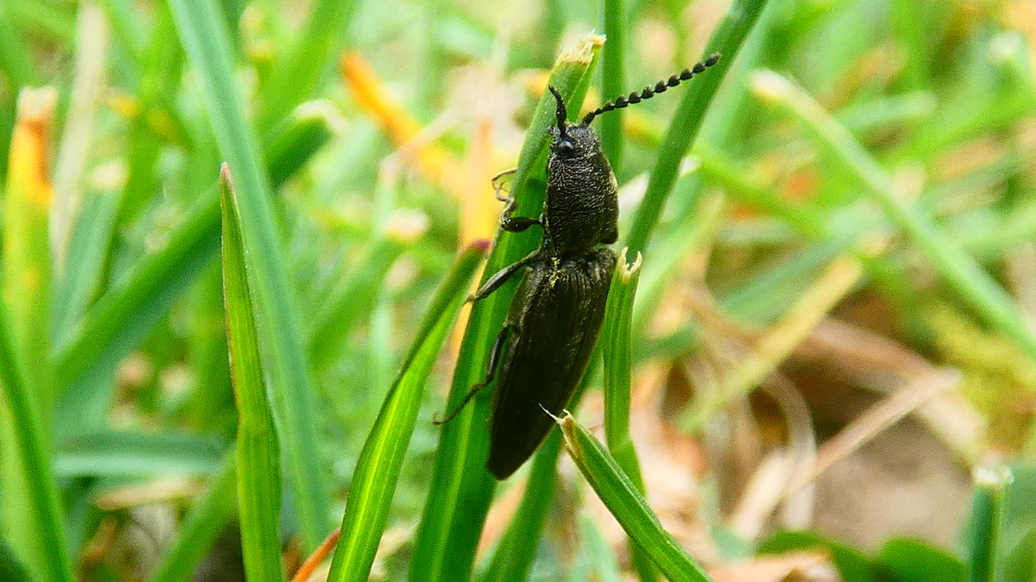 Cidnopus pilosus - szőrös pattanó