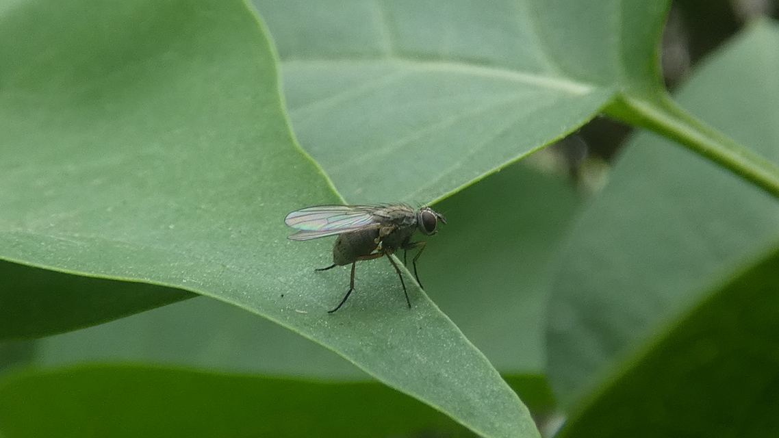 Coenosia
