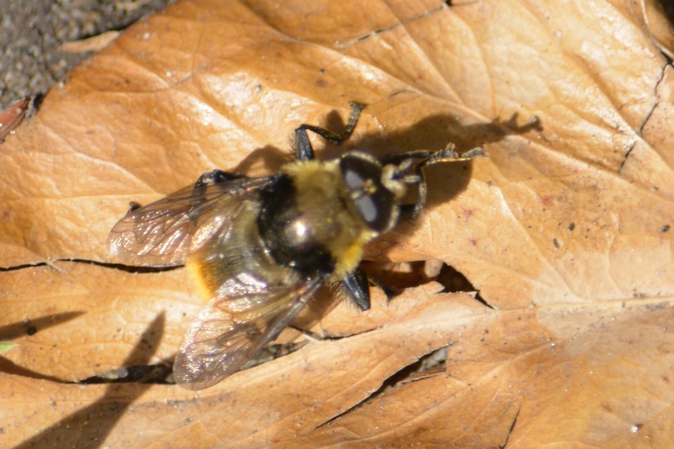 Merodon