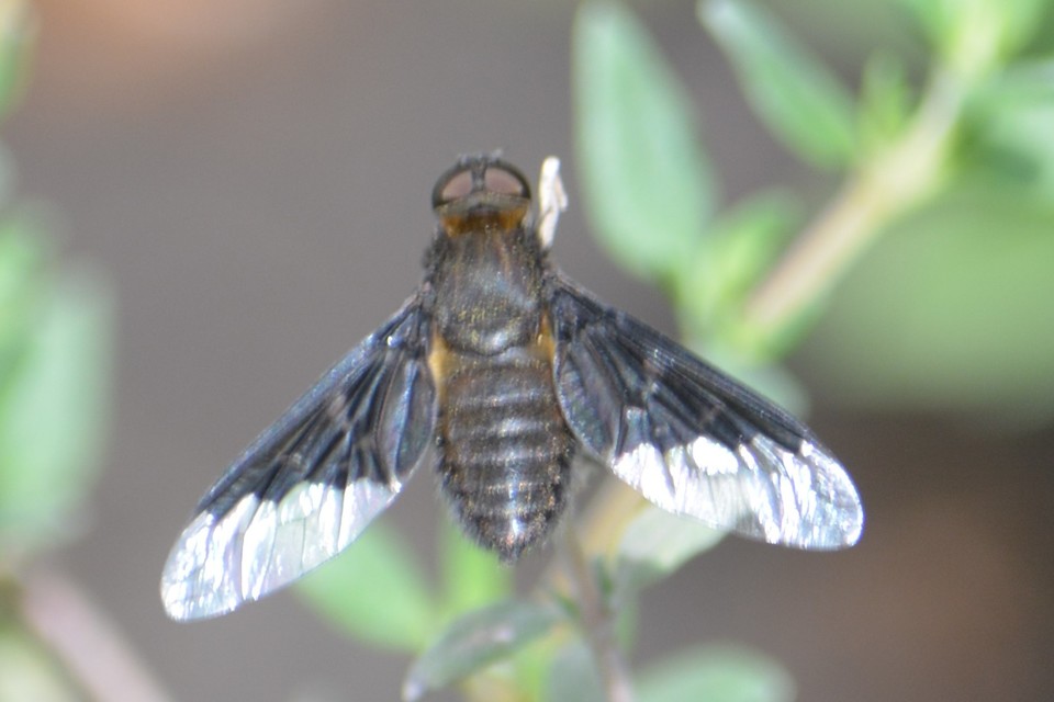 Hemipenthes morio - közönséges gyászlégy