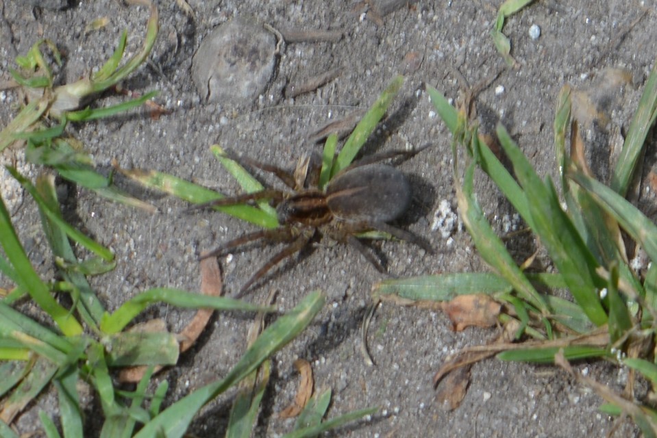 Trochosa