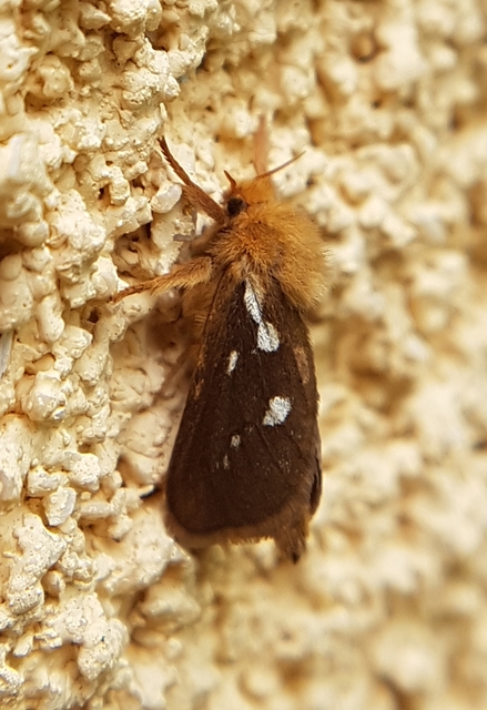 Korscheltellus lupulina - keleti gyökérrágólepke
