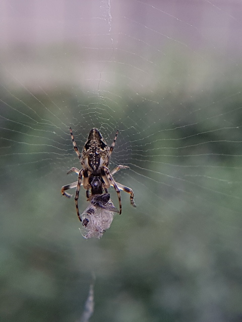 Cyclosa conica - csúcsos keresztespók