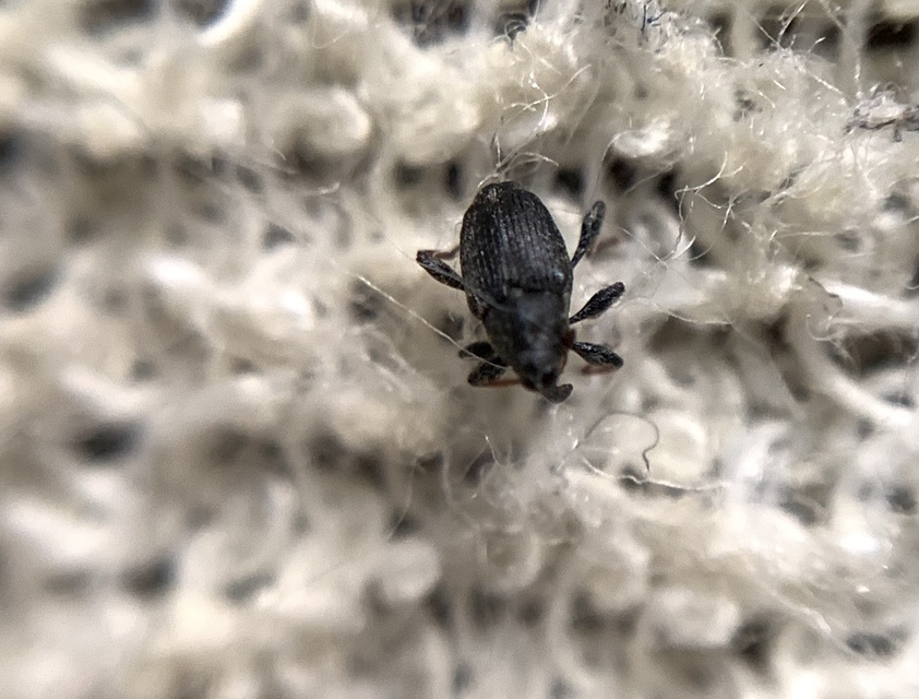Coryssomerus capucinus - székfű-kancsalormányos