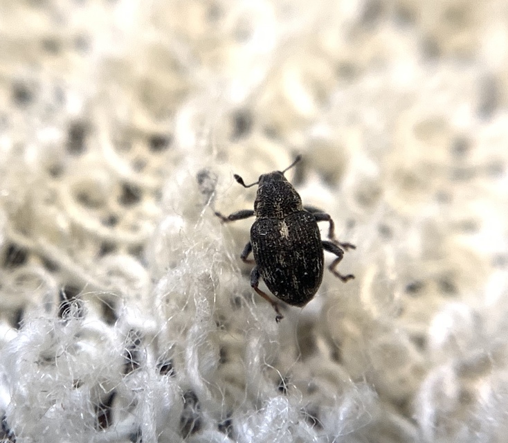 Rhinoncus perpendicularis - foltoshátú keserűfű-ormányos