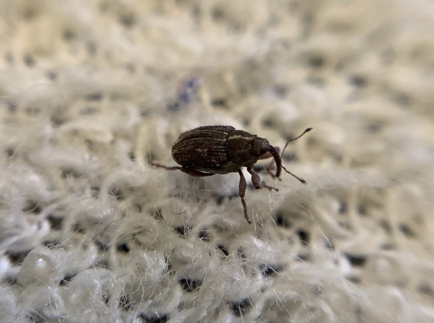 Trichosirocalus troglodytes - kis útifűormányos