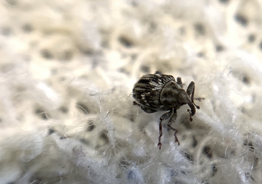 Microplontus triangulum - rajzos cickafarkormányos