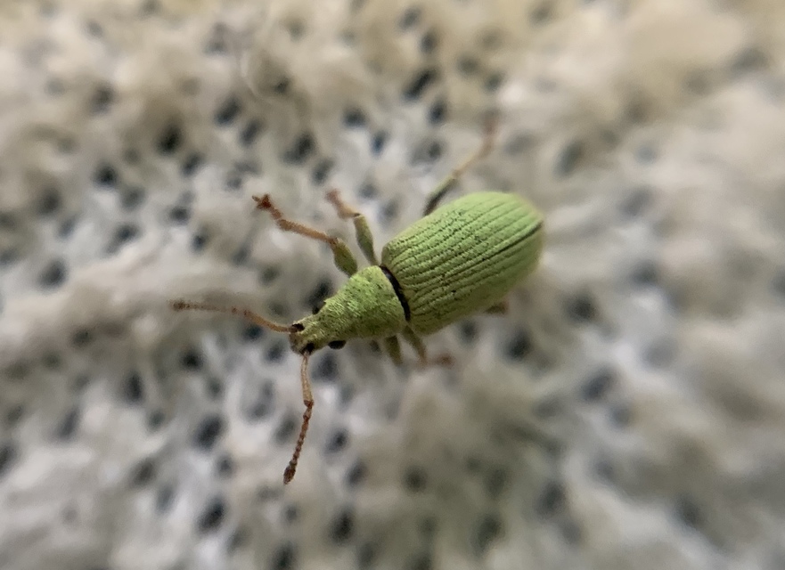 Phyllobius virideaeris - halványzöld levélormányos