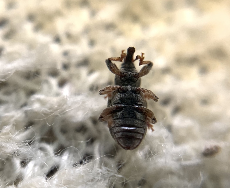 Dorytomus puberulus - feketenyár-hangormányos