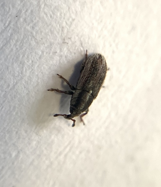 Mecinus circulatus - sávos útifűormányos