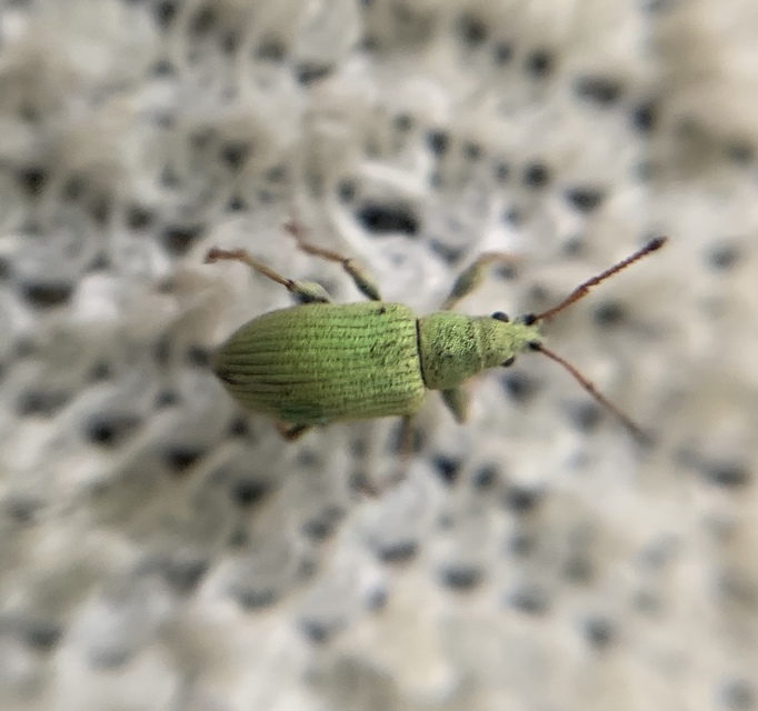 Phyllobius virideaeris - halványzöld levélormányos