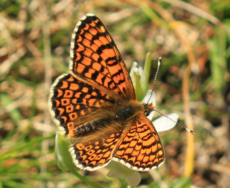 Melitaea cinxia - réti tarkalepke