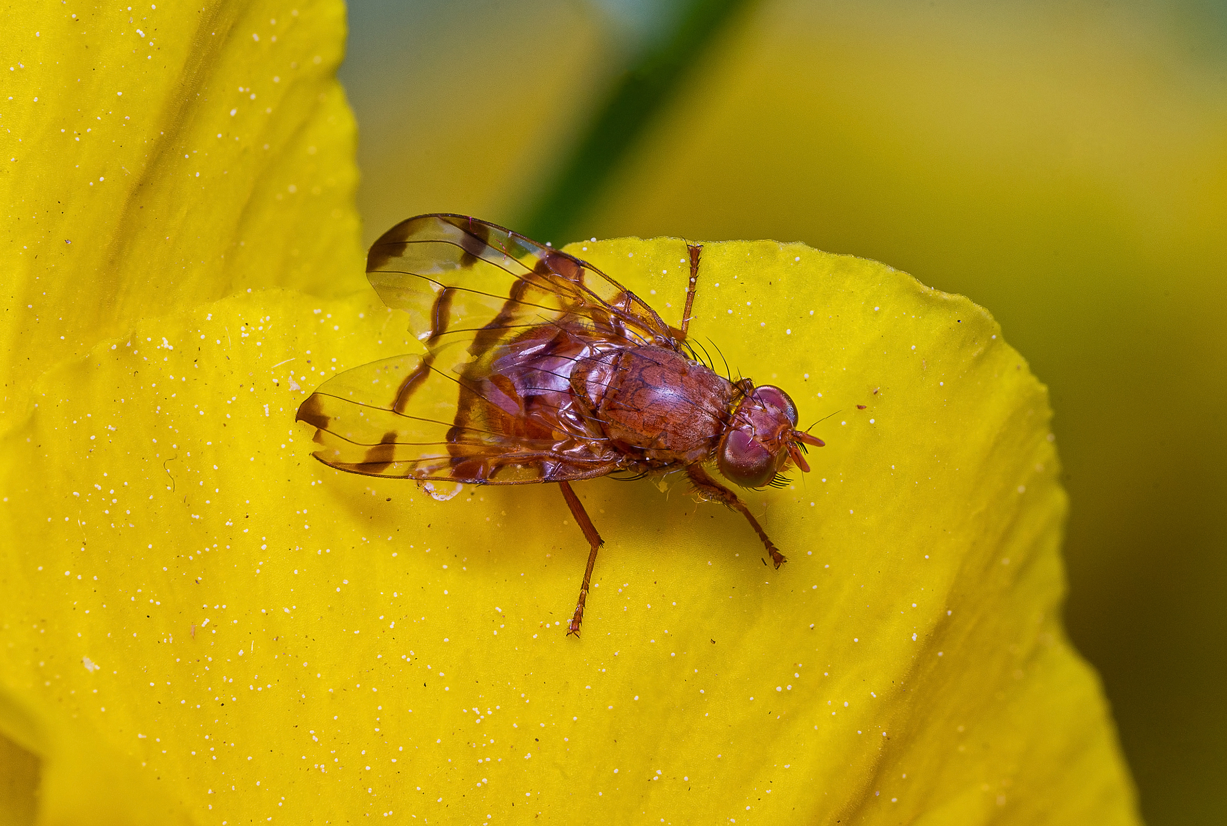 Chetostoma curvinerve