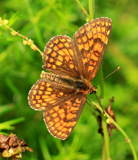 Melitaea athalia - közönséges tarkalepke