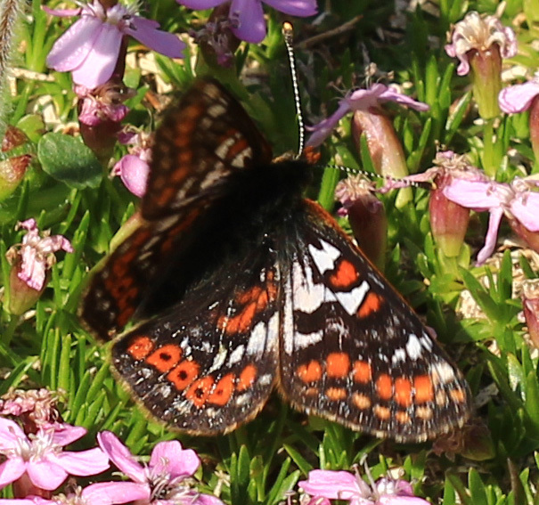 Euphydryas cynthia