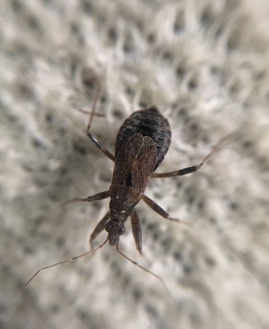 Himacerus mirmicoides - csalán-tolvajpoloska