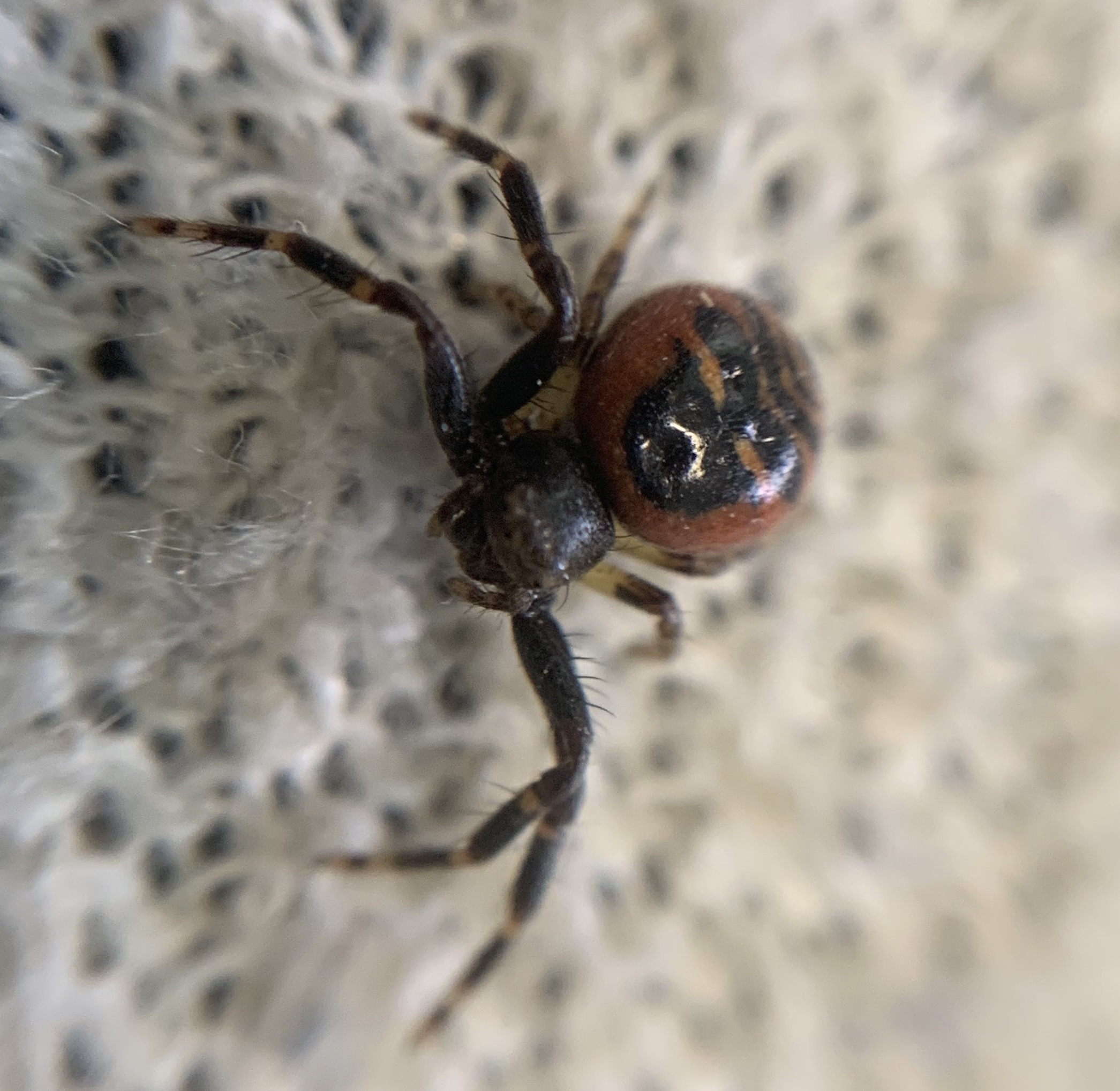 Synema globosum - fekete-sárga karolópók