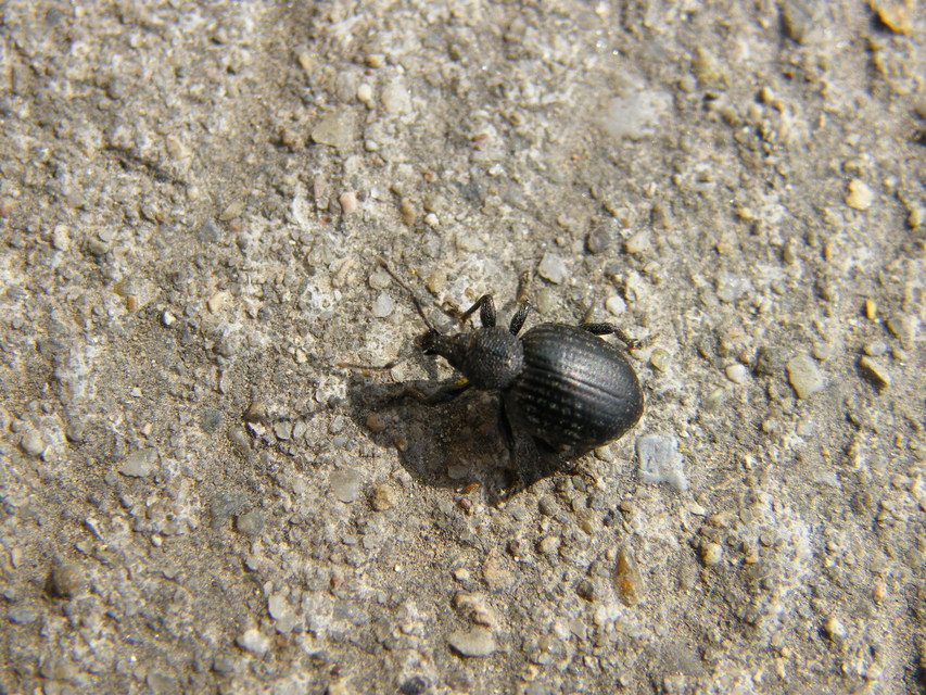 Otiorhynchus catenulatus - gyászos gyalogormányos