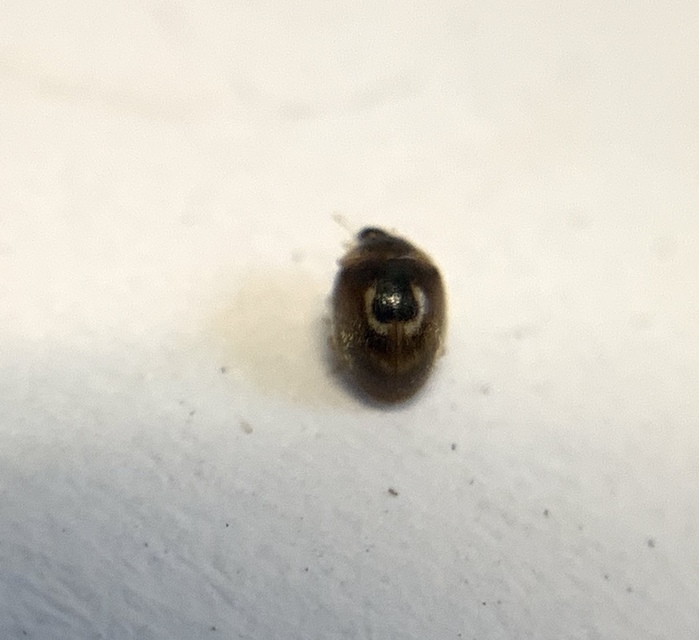 Clitostethus arcuatus - liszteske-bödice