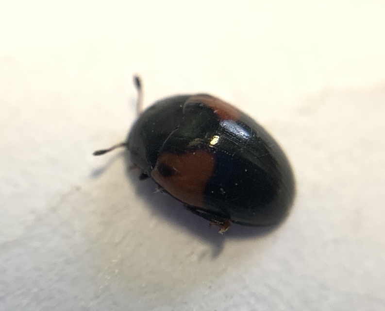 Tritoma bipustulata - feketenyakú tarbogár