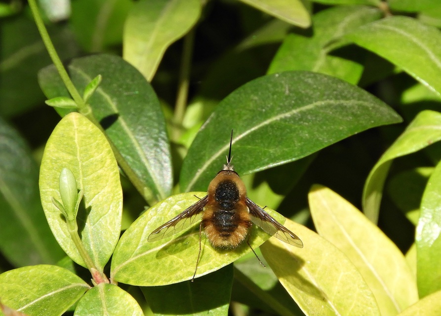 Bombylius major - szegélyes pöszörlégy