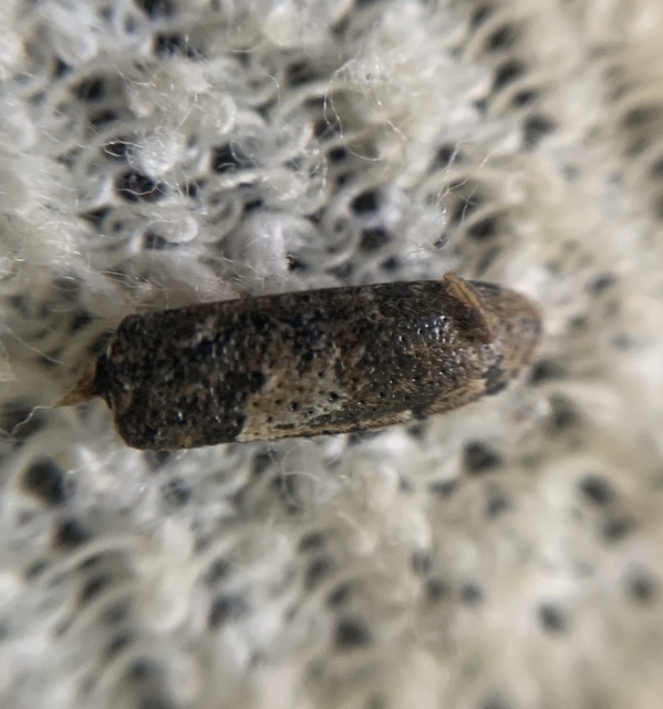 Mesosa nebulosa - ködfoltos cincér