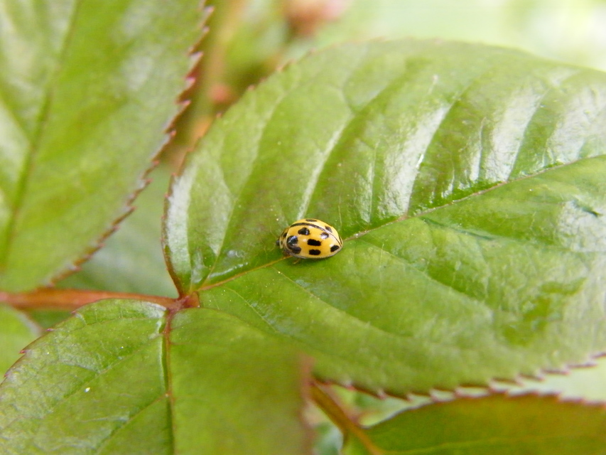 Propylea quatuordecimpunctata - tizennégypettyes füsskata