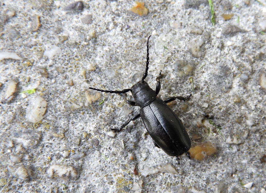 Dorcadion aethiops - fekete gyalogcincér