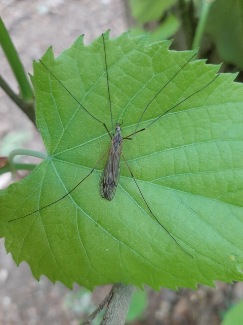 Tipula
