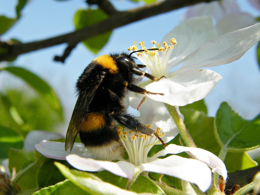 Bombus terrestris/lucorum