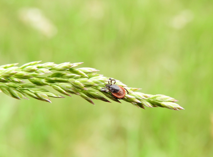 Ixodes