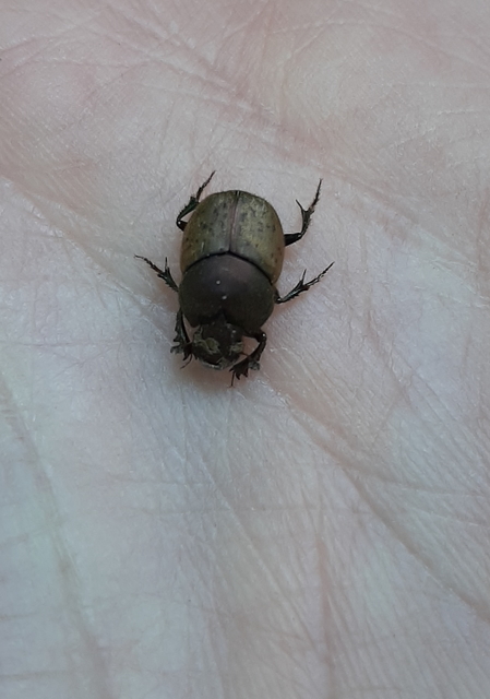 Onthophagus coenobita - rezes trágyatúró