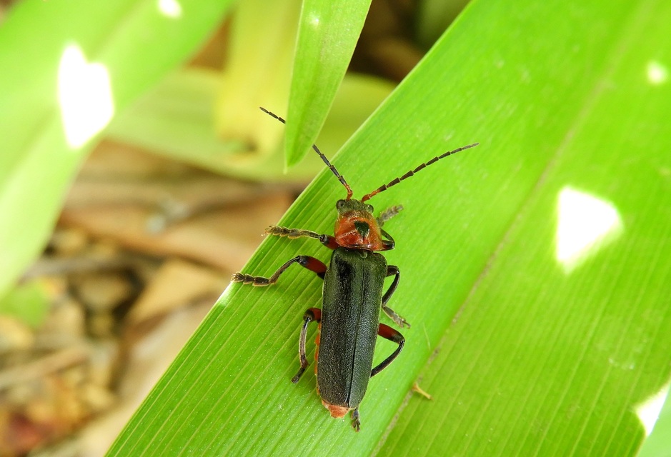 Cantharis rustica - suszterbogár