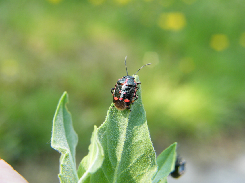Eurydema oleracea - paréjpoloska Eurydema oleracea - paréjpoloska