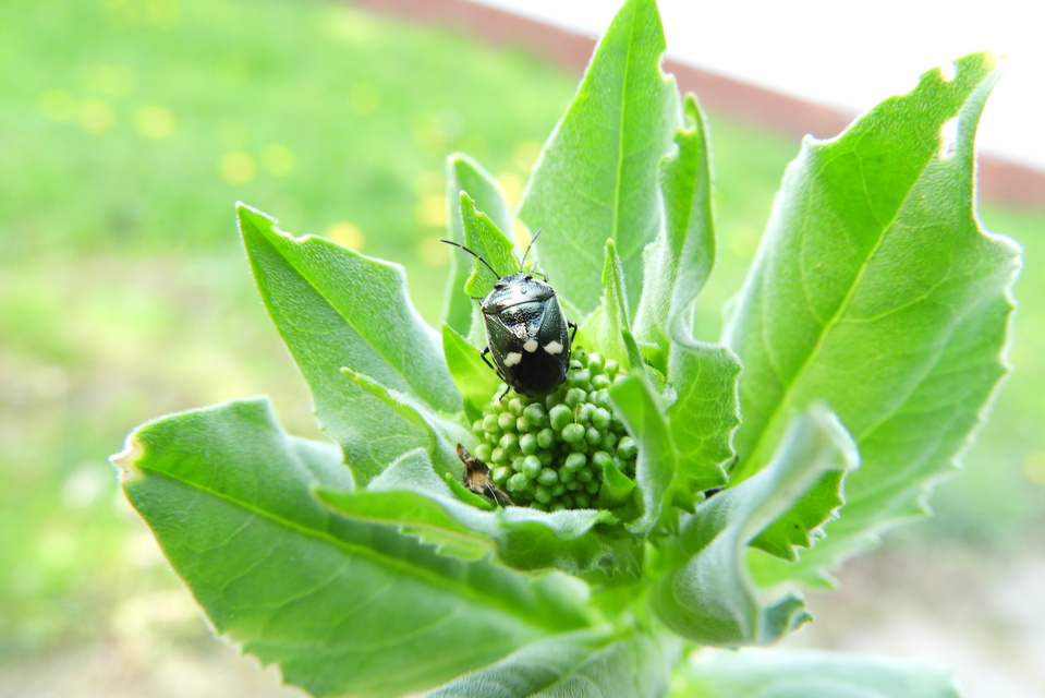 Eurydema oleracea - paréjpoloska Eurydema oleracea - paréjpoloska