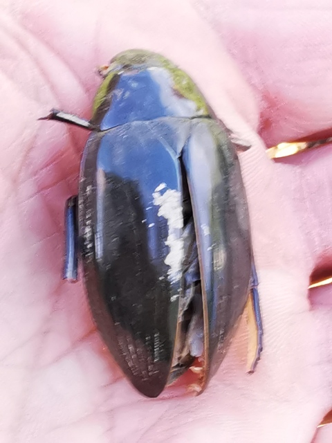 Hydrophilus piceus - közönséges óriáscsibor