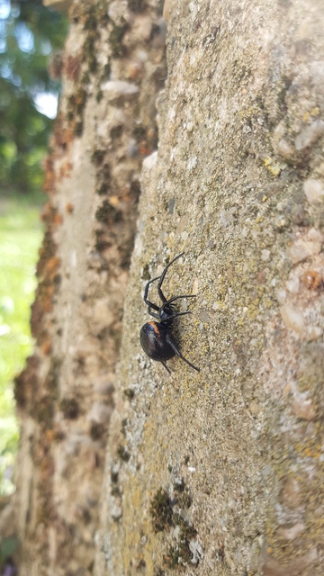 Steatoda grossa - nagy faggyúpók