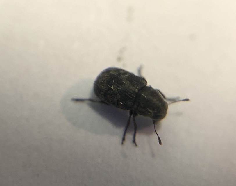 Rhaphitropis marchica - szalagos orrosbogár Rhaphitropis marchica - szalagos orrosbogár