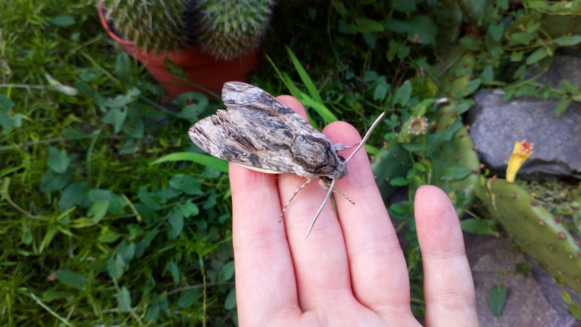 Agrius convolvuli - szulákszender