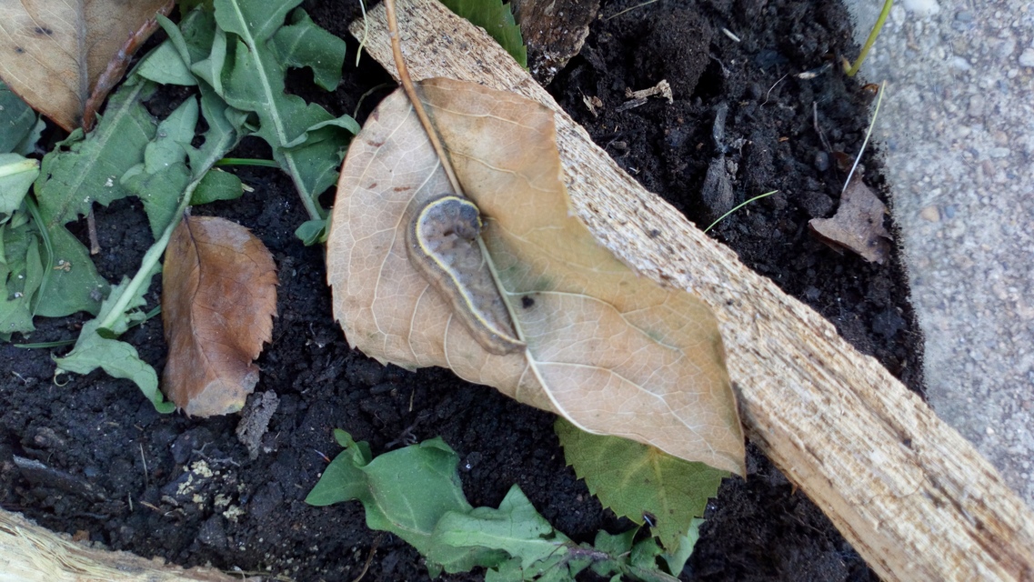 Lacanobia oleracea - saláta-kertibagoly
