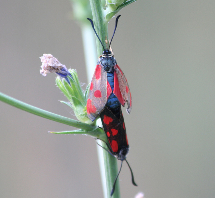 Zygaena loti - közönséges csüngőlepke